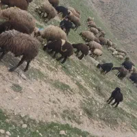 میش و بره