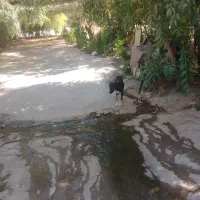واگذاری توله دوبرمن
