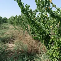 باغ میوه مثمر ، درختان 5ساله|فروش دفتر صنعتی، کشاورزی، تجاری|تهران, شریف‌آباد|دیوار
