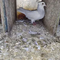 کبوتر|پرنده|دورود, |دیوار