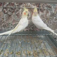 جوجه عروس هلندی