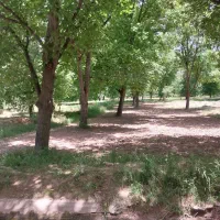 باغ-گردو-در-ملاباقر
