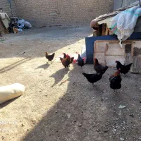 مرغ تاقچه هم باهم دانه ۶۰۰