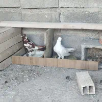 کفتر
