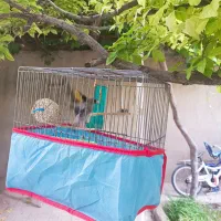 سهره