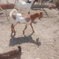 کهر نره چاق