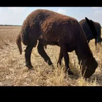 بره قوچی درجه یک مخصوص نسل کشی کیلویی ۶۸۰