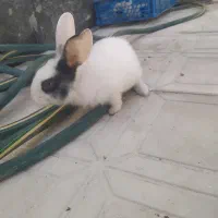 خرگوش دورنگ