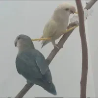 طوطی برزیلی خوش رنگ سخنگو