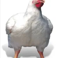 مرغ گوشتی زنده