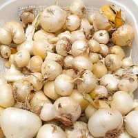 موسیر درجه یک تازه
