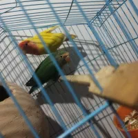 کوتوله|پرنده|سراوان, |دیوار