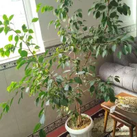 گل آپارتمانی