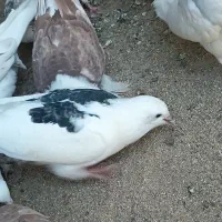 کفتر|پرنده|گناباد, |دیوار