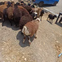 قربانی زنده برا زائر وزوار کربلا وحج