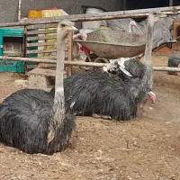شترمرغ