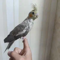 عروس هلندی