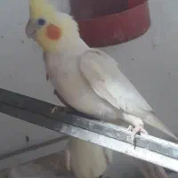 عروس هلندی نر آماده