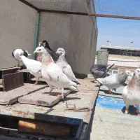 کفتر|پرنده|کوهین, |دیوار
