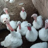 بوقلمو گوشتی فروش و معاوضه