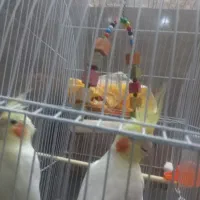 فروش یک جفت پرنده