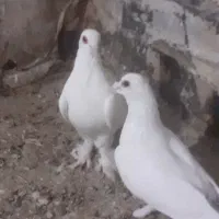 کبوتر