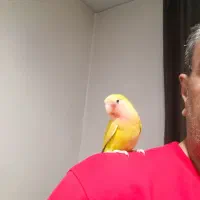 کوتوله برزیلی