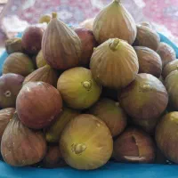 انجیر اعلا