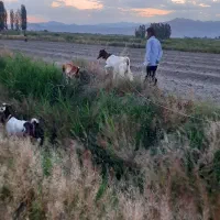 بز شیری نژاد پاکستانی