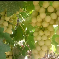 انگور عسگری زرد شیرین کلاکوب فرخد