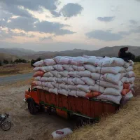 نهادته داوی