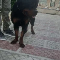 سگ اورجینال و زیبا از نژاد رتوایلر