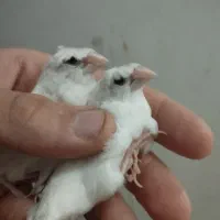 فنچ بنگالی مولد و تازه بالغ معاوضه فقط با فنچ دیگه