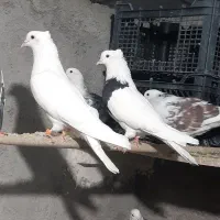 کبوتر شاپر یا خال