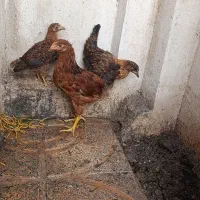 دو عدد جوجه واروک و یک خروس جوان