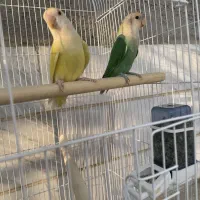 یک جفت طوطی برزیلی