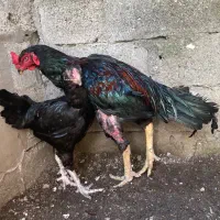 لاری