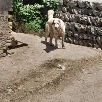 سگ افغان