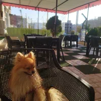 شراکت در مغازه کبابی فعال