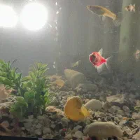 ماهی واکواریوم به فروش میرسد