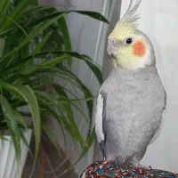 عروس هلندی سخنگو