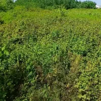 رشت نوده زمین باغی مسکونی۴۰۰مترمربع