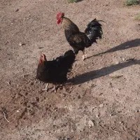 خروس