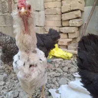 مرغ وخروس محلی کرمانشاهی