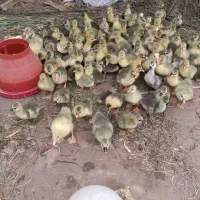 جوجه غاز محلی