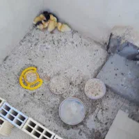 ۵عدد جوجه اردک و ۲عدد جوجه قو غاز