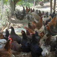 مرغ تخمگذار گلپایگانی