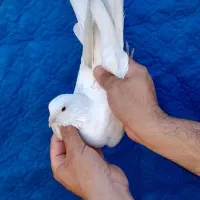 کبوتر مایه اصیل