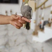 جوجه عروس هلندی