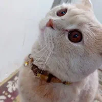 جفت گیری تضمینی هشت تا بچه